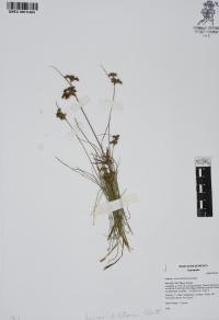 Juncus dichotomus image
